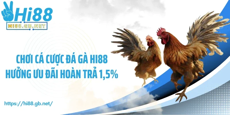 Chơi cá cược đá gà Hi88 hưởng ưu đãi hoàn trả 1,5%